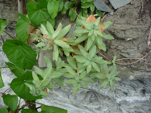 Photo By: Stephen M. Young. Photo taken: Yates County, NY on 20 July 2010